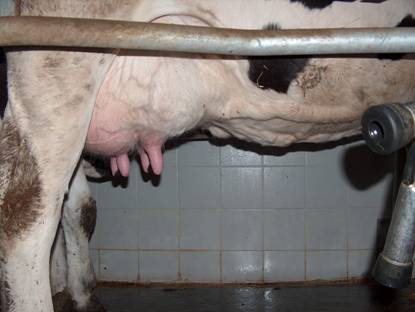 Meme ba?? uzunluklar? ideal bir inek